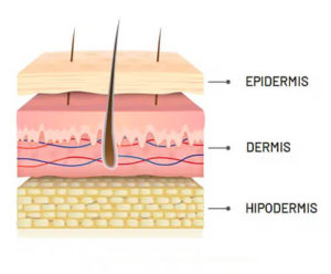 Capas de la piel